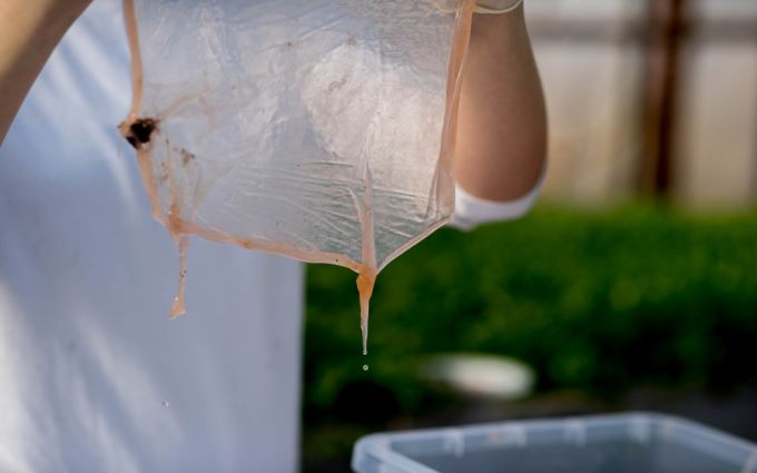 Proces produkcji materiału SCOBY